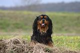 CAVALIER KING CHARLES 774